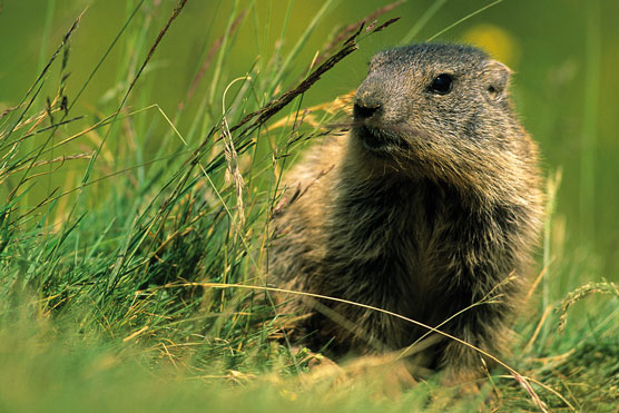 Fauna del Veneto, Marmotta (Marmota marmota).